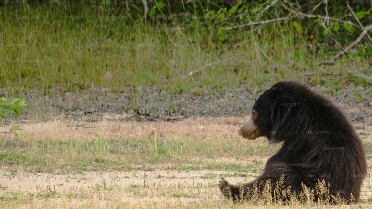 Safari im Yala-Nationalpark ab Weligama