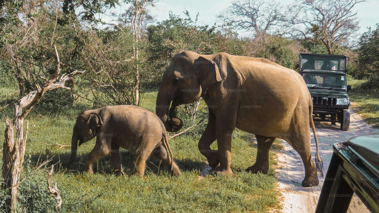 Yala-Nationalpark-Safari ab Mirissa