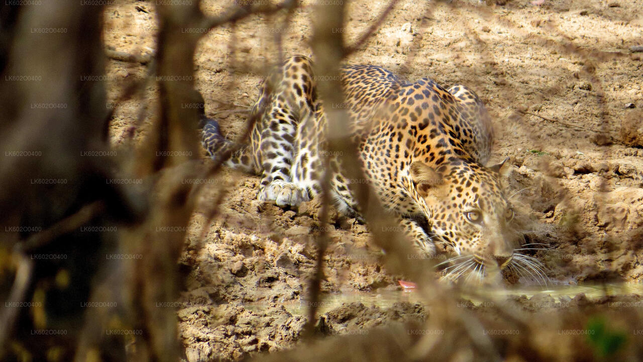 Yala-Nationalpark-Safari ab Mirissa