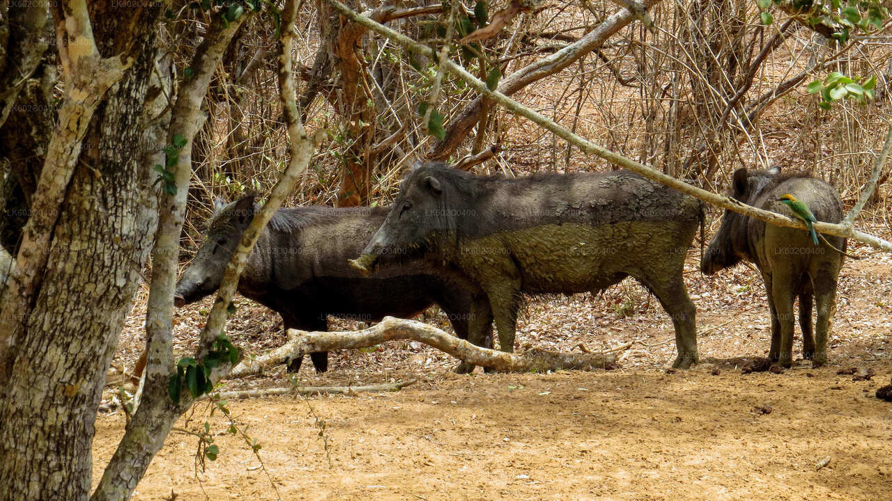 Yala-Nationalpark-Safari ab Mirissa