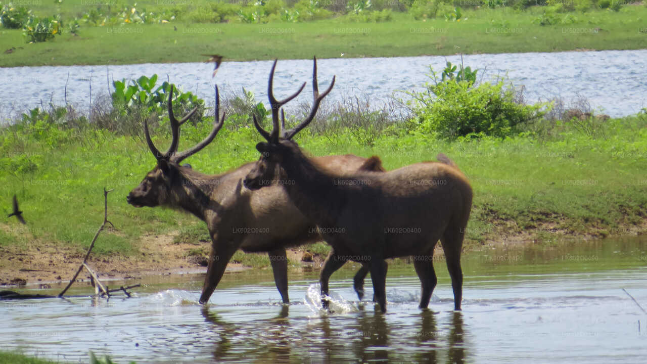 Yala-Nationalpark-Safari ab Mirissa