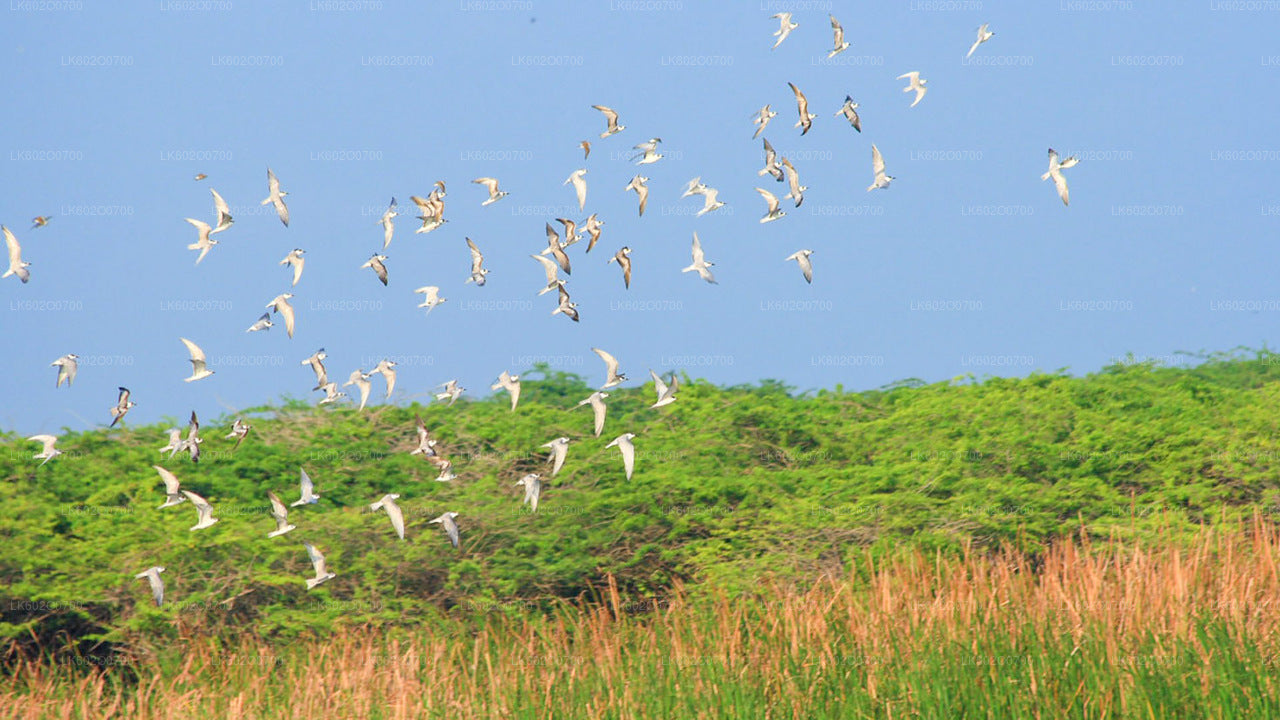 Bundala-Nationalpark-Safari ab Mirissa