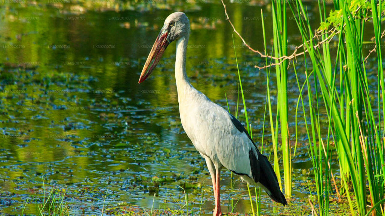 Bundala-Nationalpark-Safari ab Mirissa