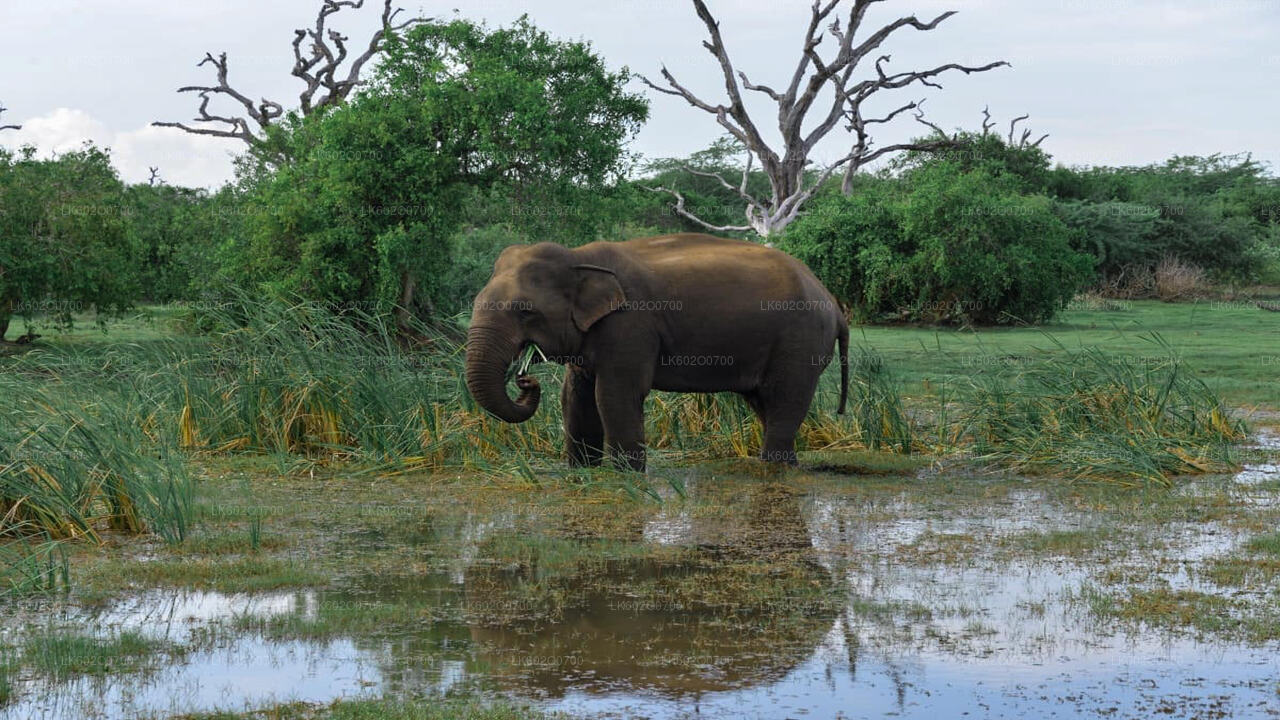 Bundala-Nationalpark-Safari ab Mirissa