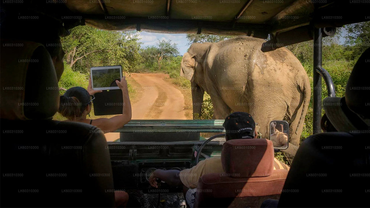 Yala-Nationalpark-Safari ab Ahangama