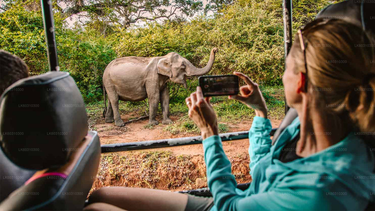 Yala-Nationalpark-Safari ab Ahangama