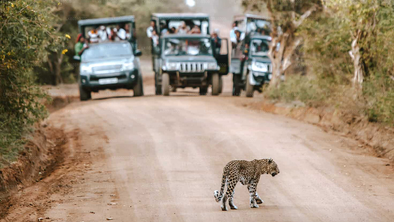 Yala-Nationalpark-Safari ab Ahangama