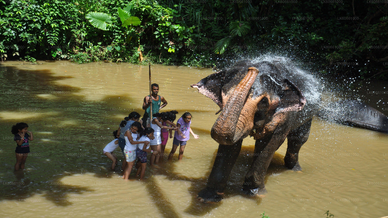 Besuch der Millennium Elephant Foundation von Mount Lavinia aus