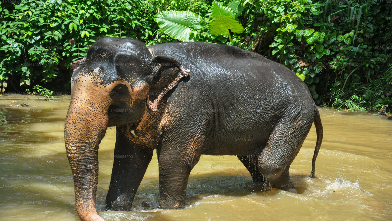 Besuch der Millennium Elephant Foundation von Mount Lavinia aus