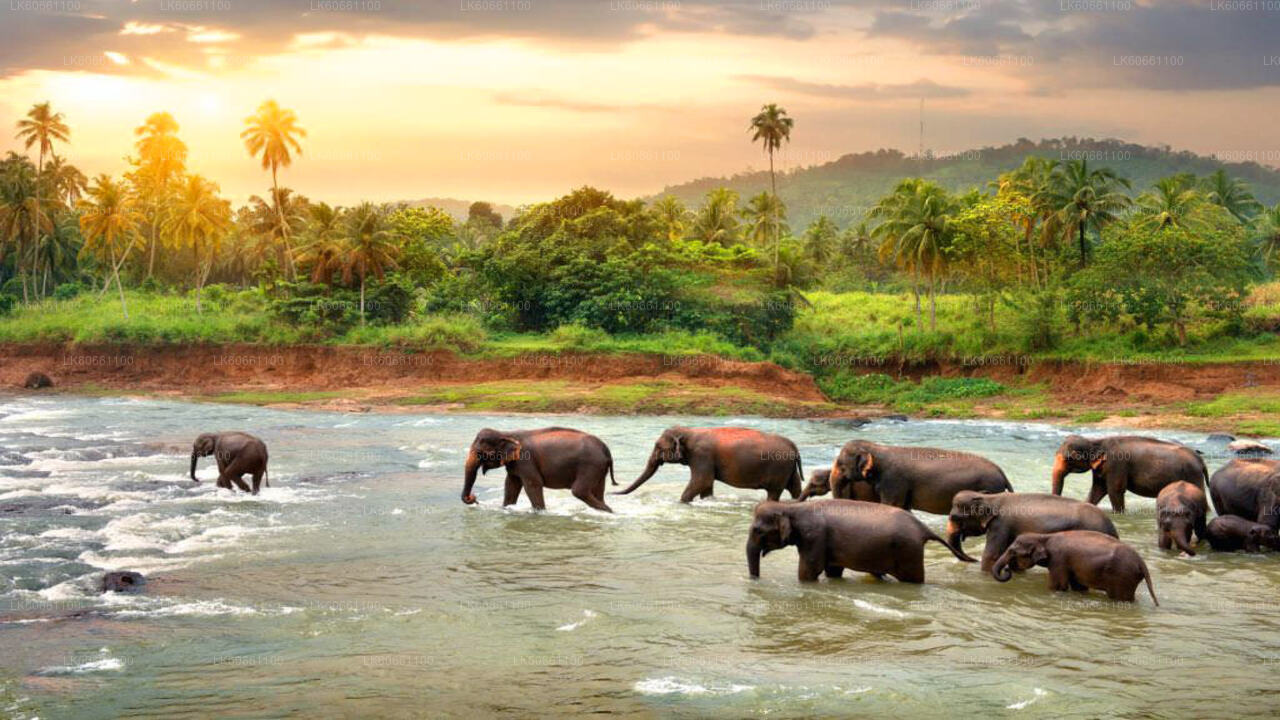 Stadtrundfahrt durch Kandy und Besuch der Millennium Elephant Foundation vom Mount Lavinia aus