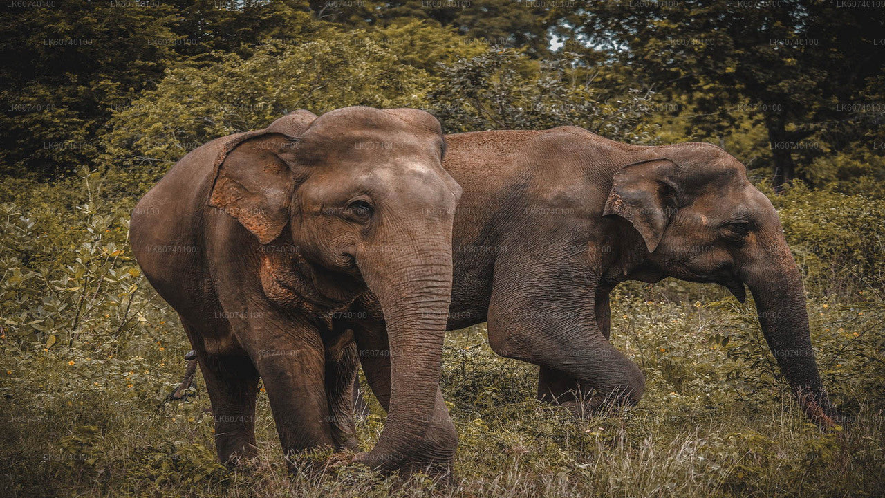 Udawalawe-Nationalpark-Safari ab Ambalangoda