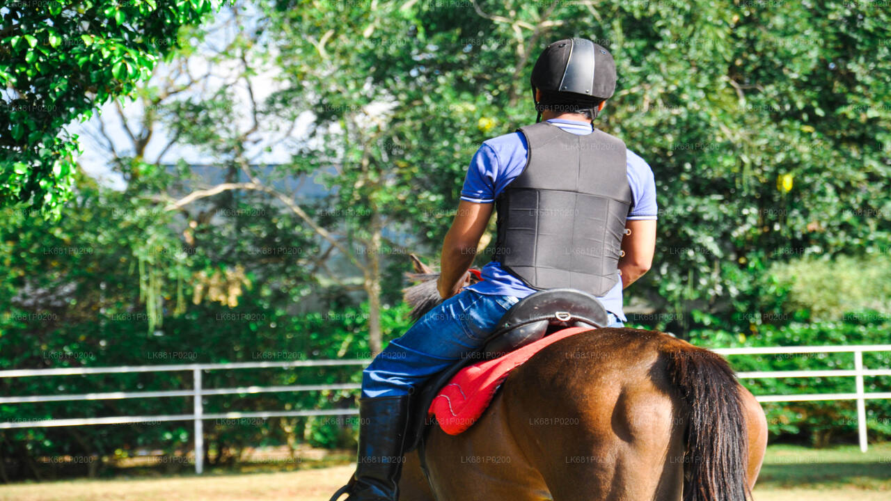 Reiten für Profis aus Negombo