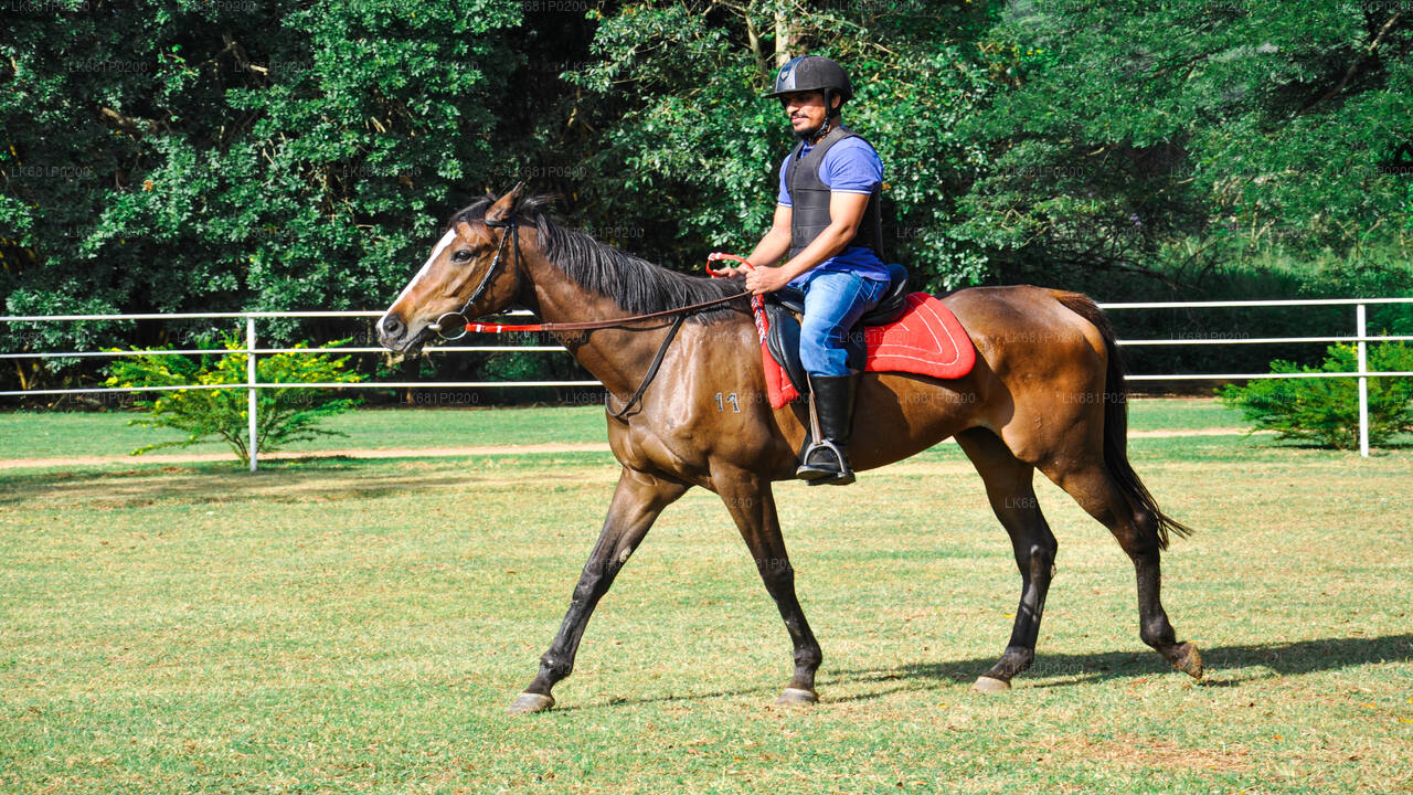 Reiten für Profis aus Negombo