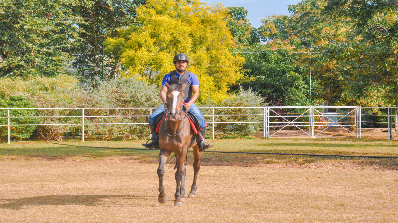 Reiten für Profis aus Negombo