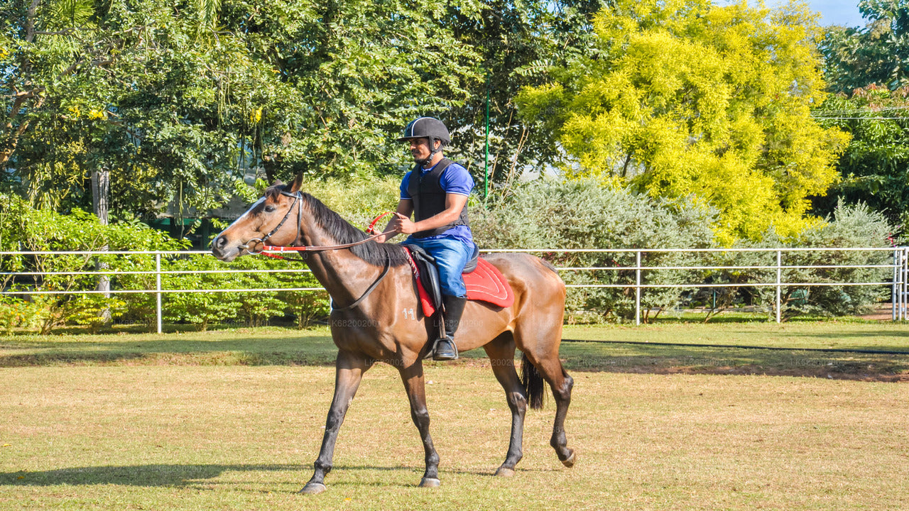 Reiten für Profis aus Sigiriya