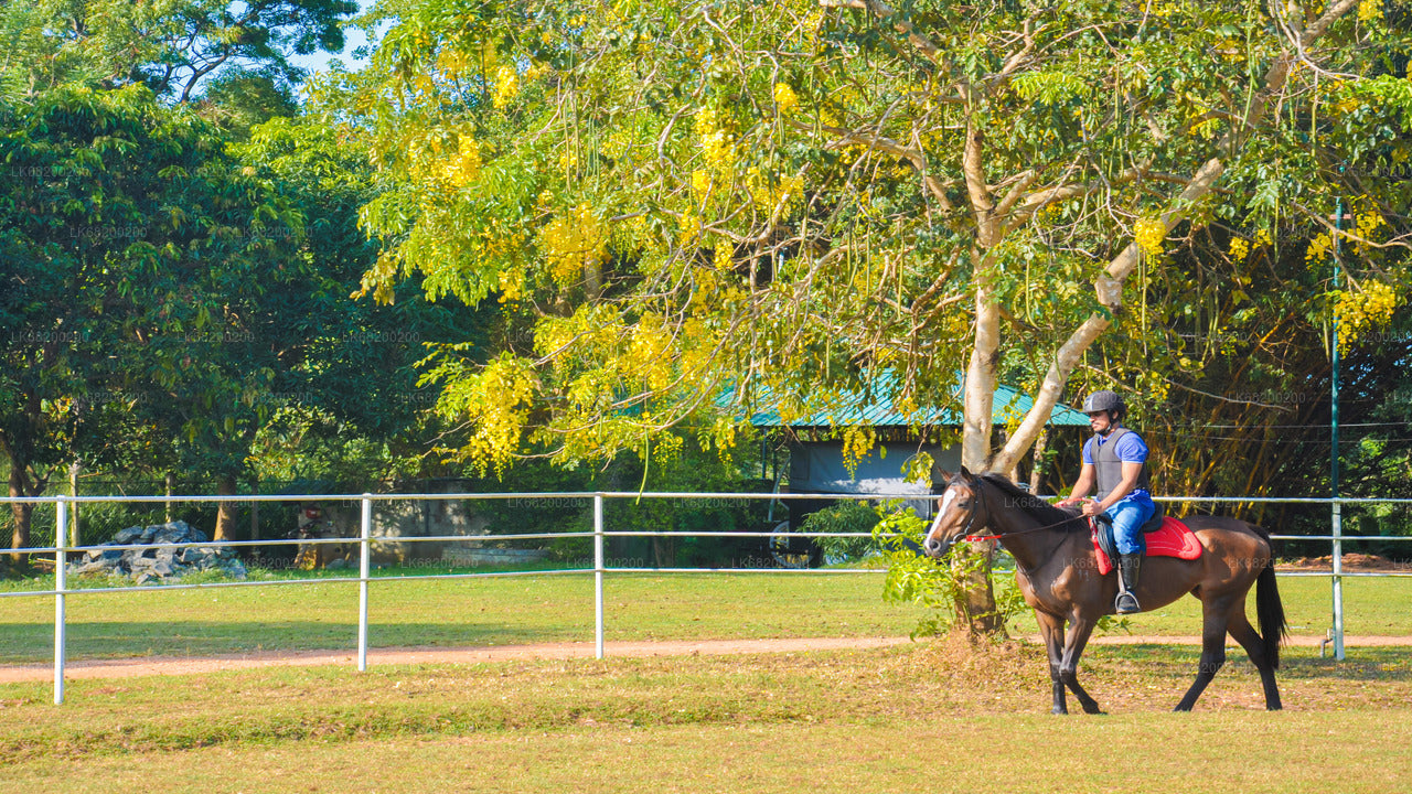 Reiten für Profis aus Sigiriya