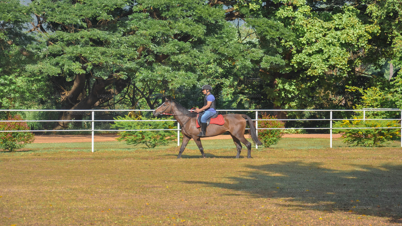 Reiten für Profis aus Sigiriya