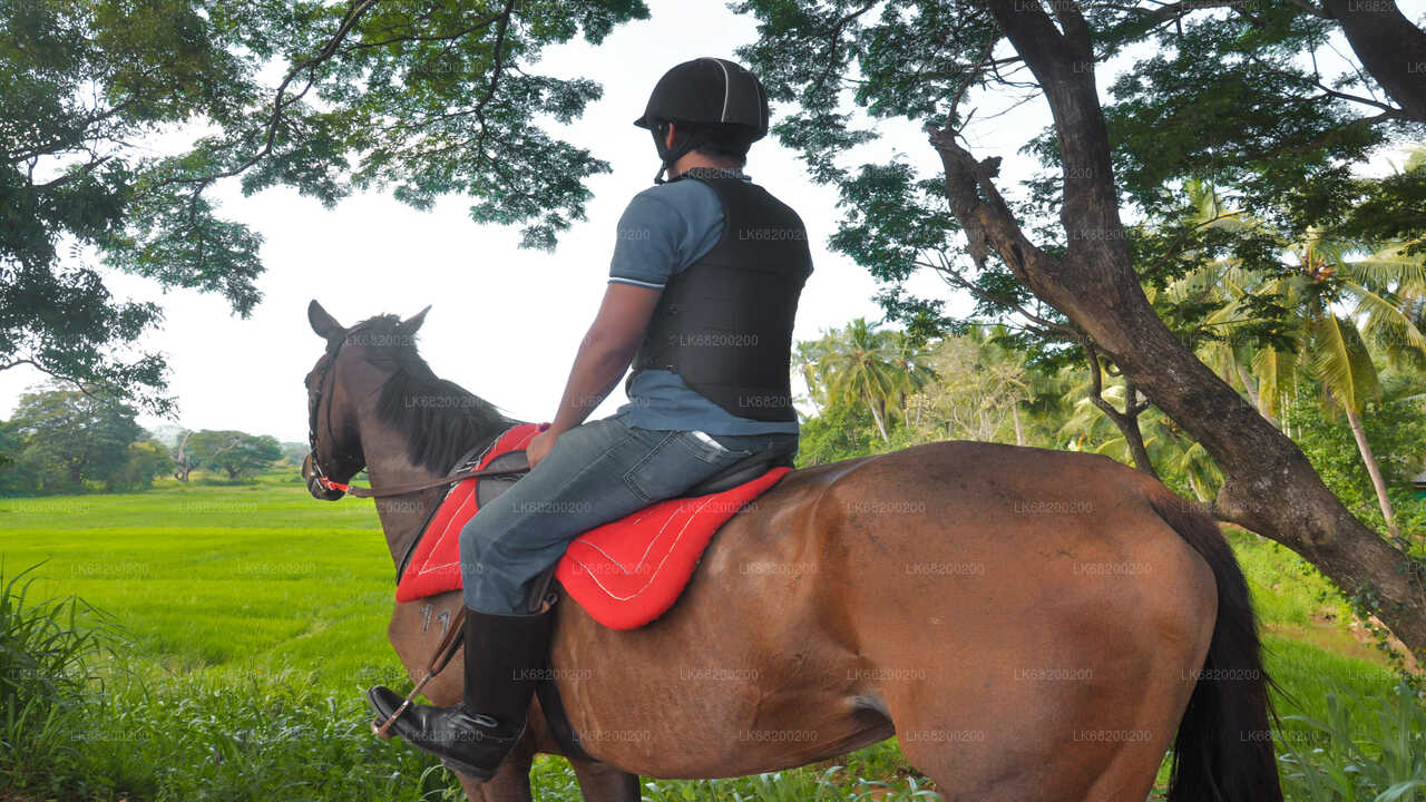 Reiten für Profis aus Sigiriya