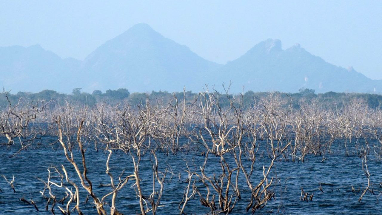 Eintrittskarten für den Lunugamvehera-Nationalpark