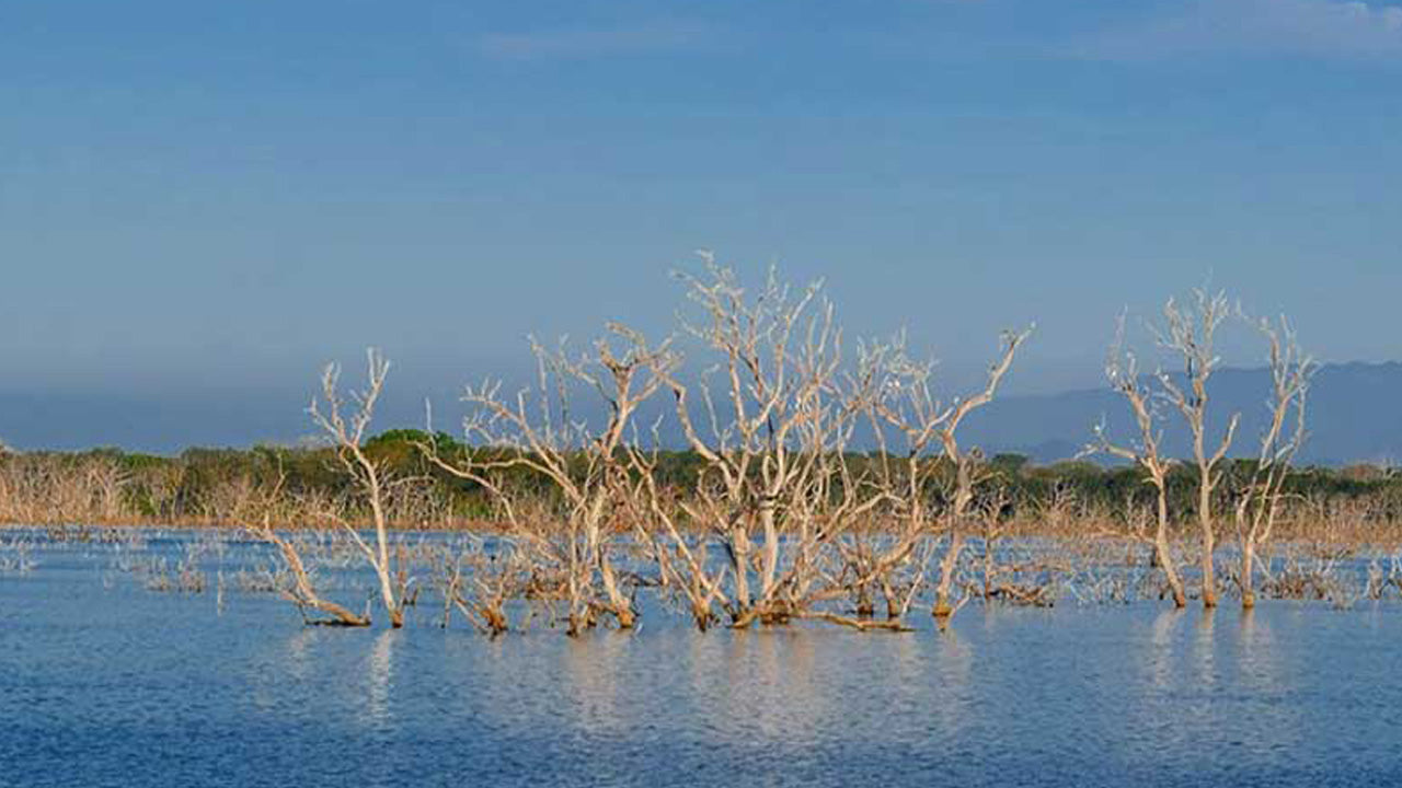 Eintrittskarten für den Lunugamvehera-Nationalpark