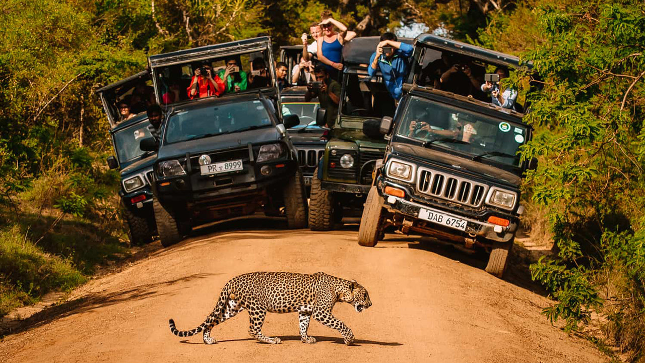 Eintrittskarte für den Yala-Nationalpark