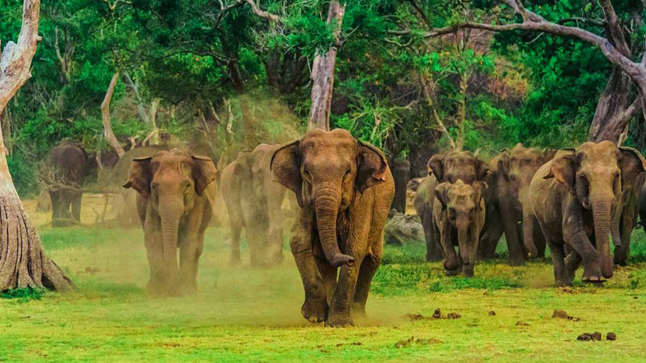 Eintrittskarte für den Yala-Nationalpark