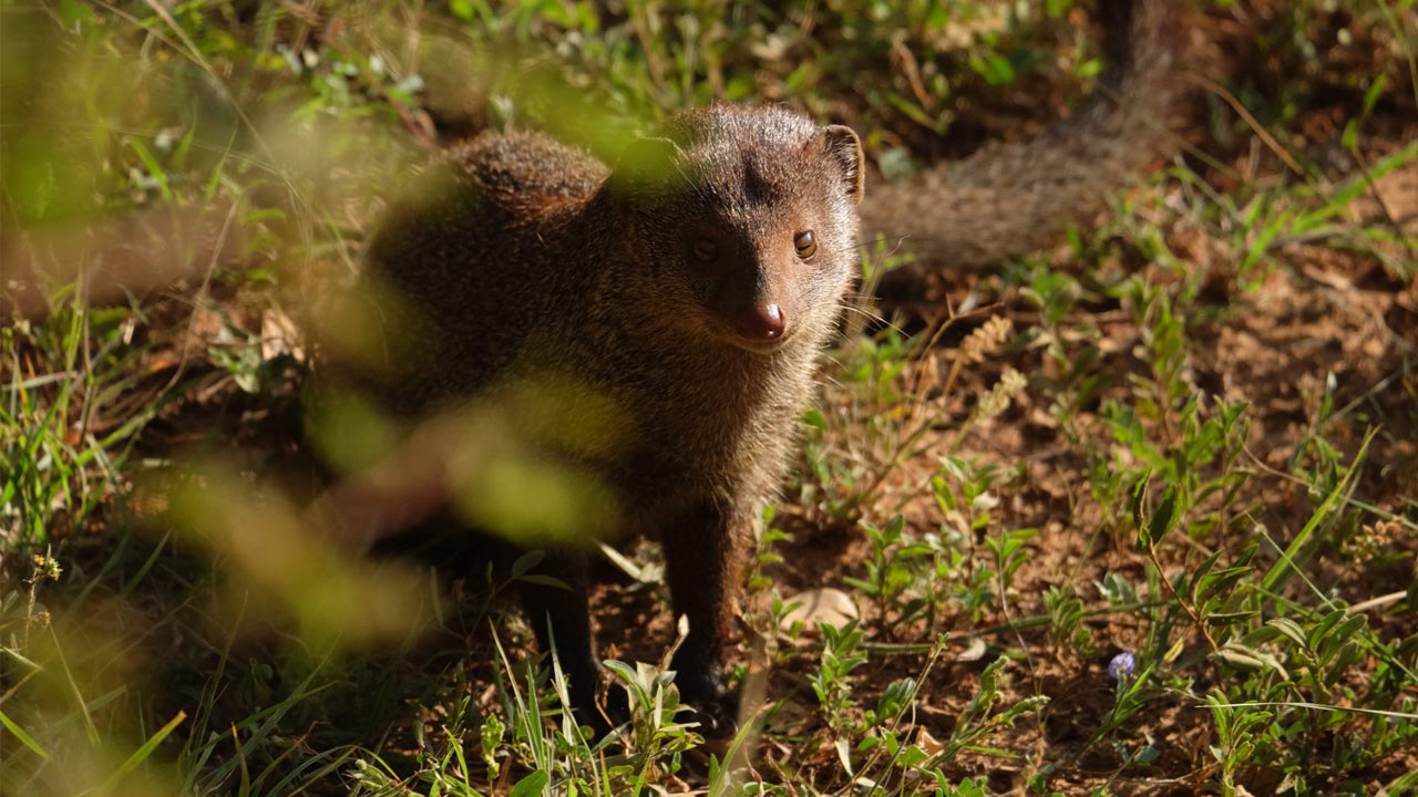 Eintrittskarte für den Minneriya-Nationalpark