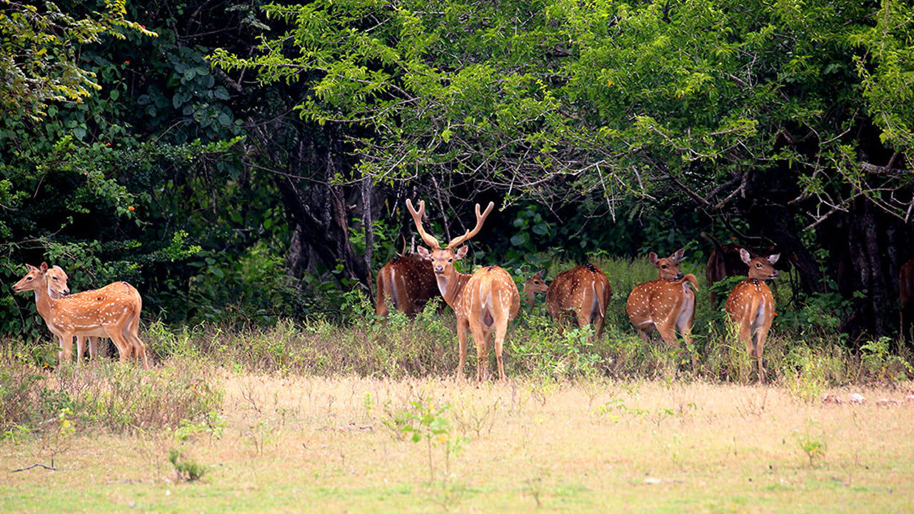 Eintrittskarten für den Kumana-Nationalpark