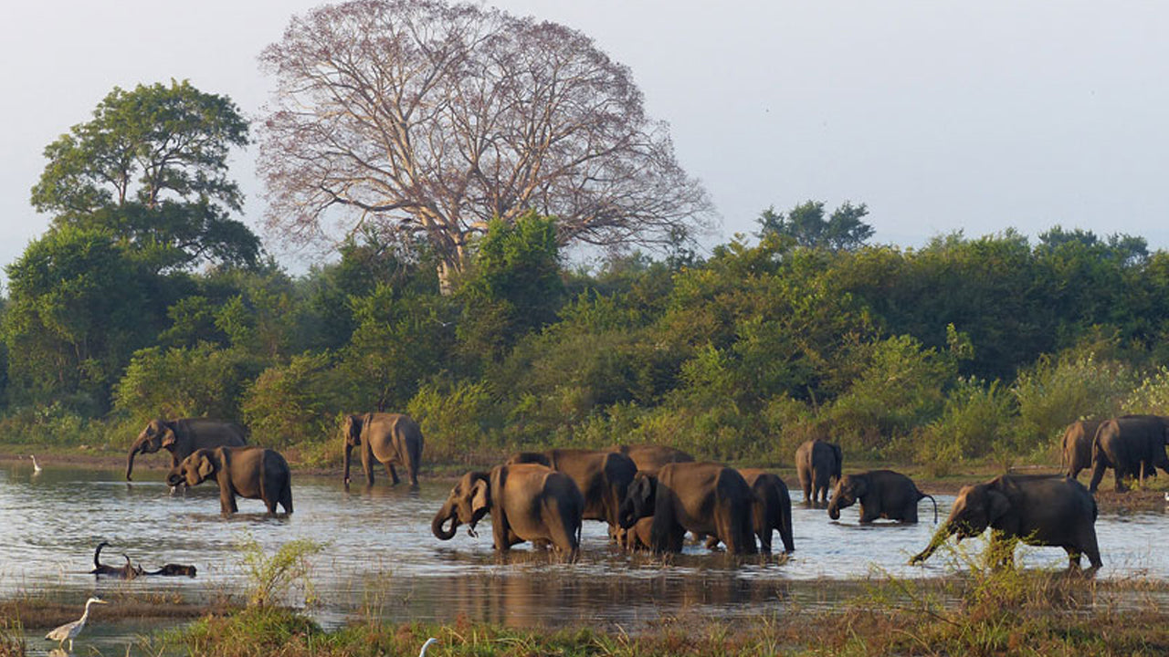 Eintrittskarten für den Wasgamuwa-Nationalpark