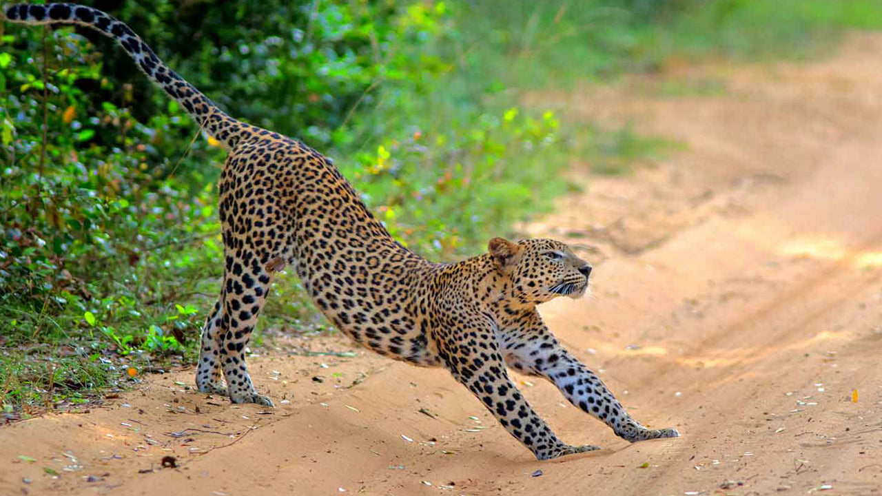 Eintrittskarten für den Wilpattu-Nationalpark