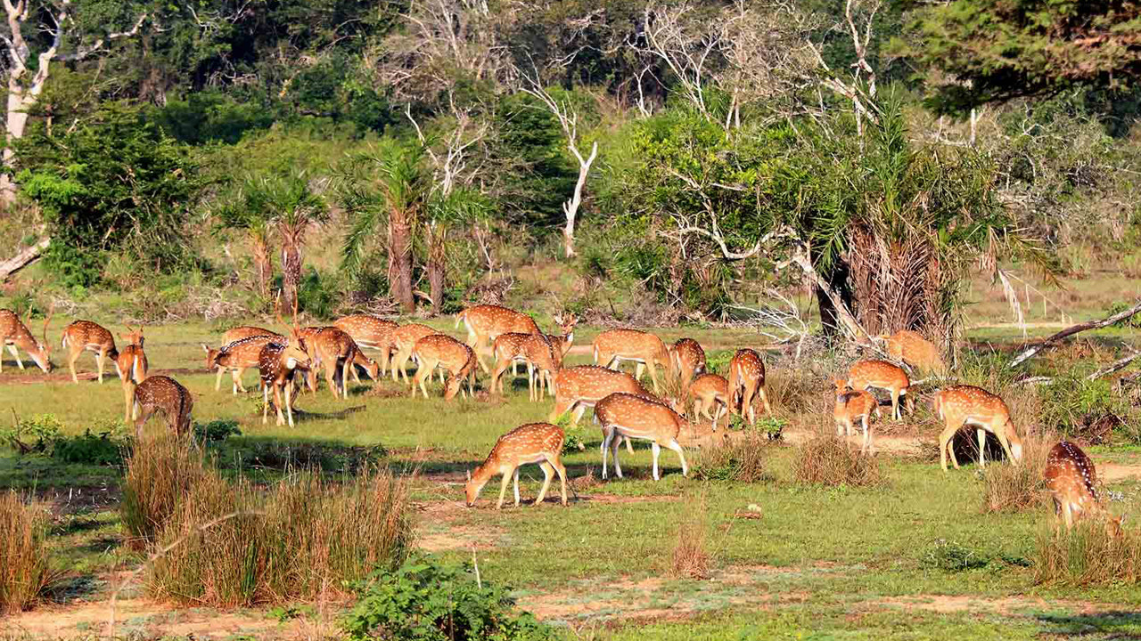 Eintrittskarten für den Wilpattu-Nationalpark