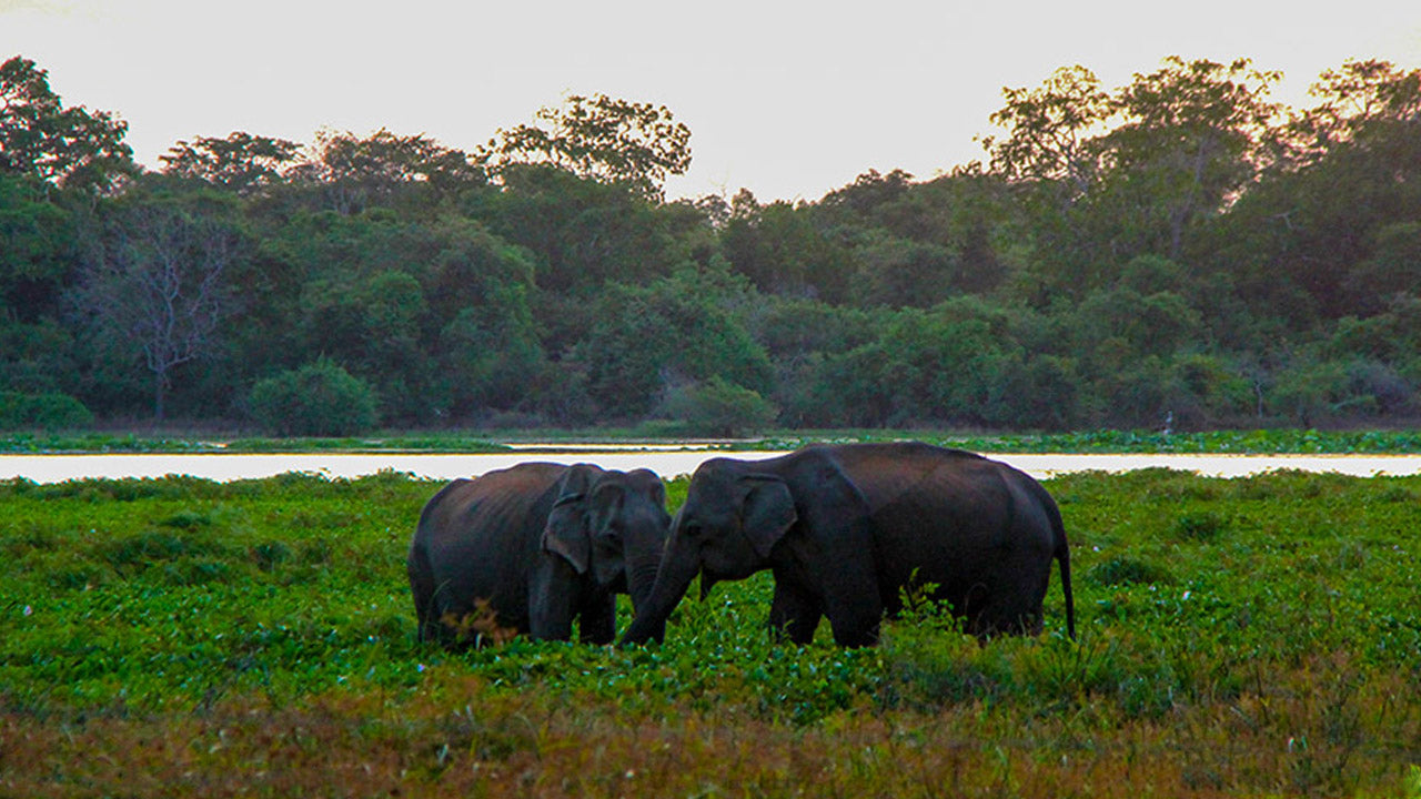 Eintrittskarten für den Wilpattu-Nationalpark