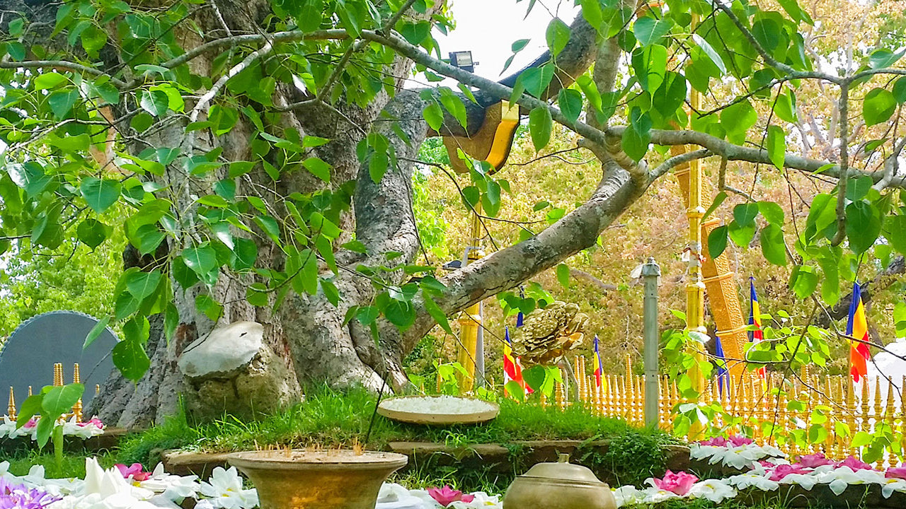 Eintrittskarte für das Heilige Gebiet von Anuradhapura