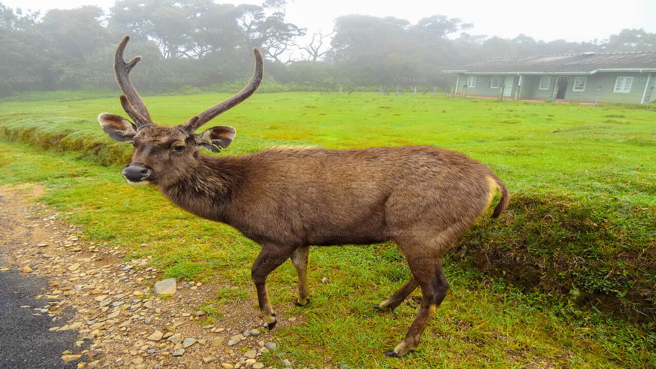 Camping im Horton Plains National Park von Colombo aus