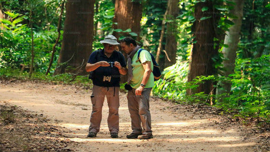 Wanderung zum Udawattakele-Waldreservat von Kandy aus