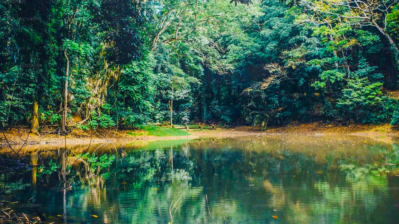Wanderung zum Udawattakele-Waldreservat von Kandy aus