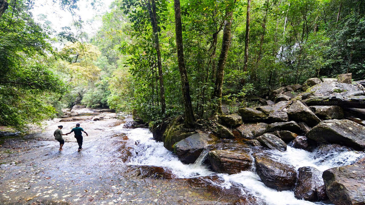 Spaziergang durch den Sinharaja-Regenwald