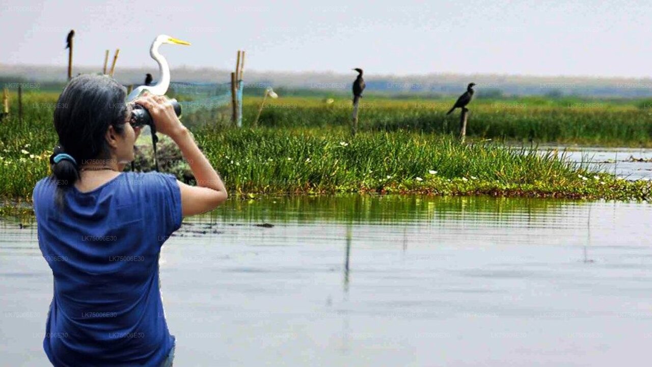 Bootsfahrt zur Vogelbeobachtung im Kalametiya-Schutzgebiet ab Tangalle