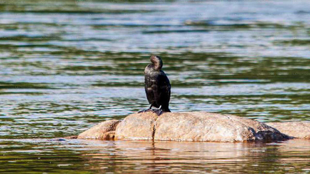 Bootsfahrt zur Vogelbeobachtung im Muthurajawela Marsh vom Seehafen Colombo