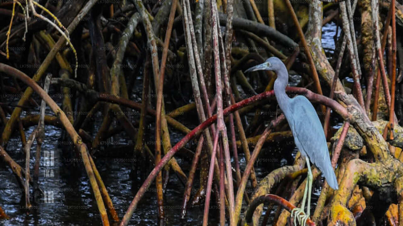 Bootsfahrt zur Vogelbeobachtung im Muthurajawela Marsh vom Seehafen Colombo