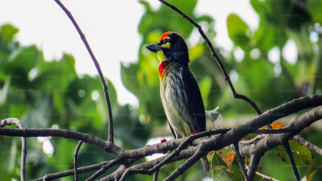 Vogelbeobachtung vom Udawatta Kele Forest Reserve aus