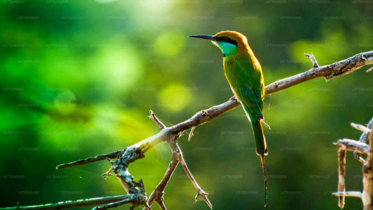 Vogelbeobachtung im Muthurajawela Marsh von Colombo aus