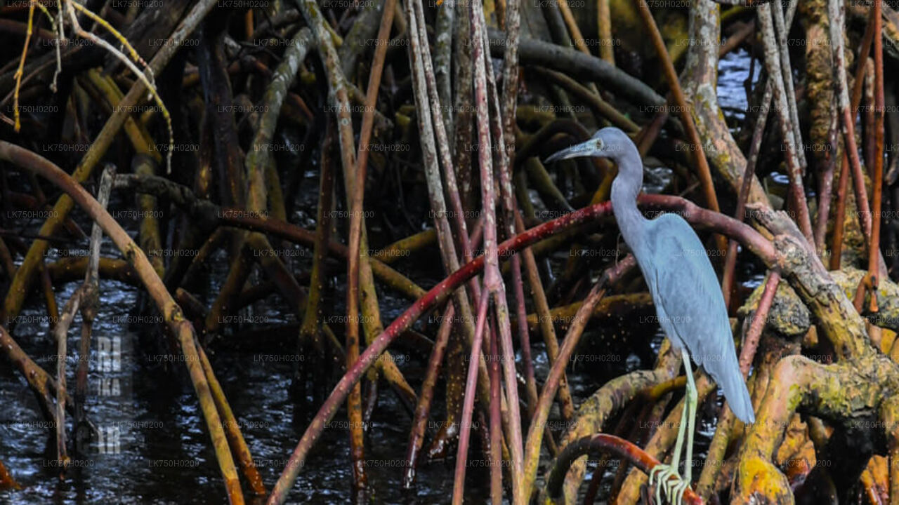 Vogelbeobachtung im Muthurajawela Marsh von Colombo aus