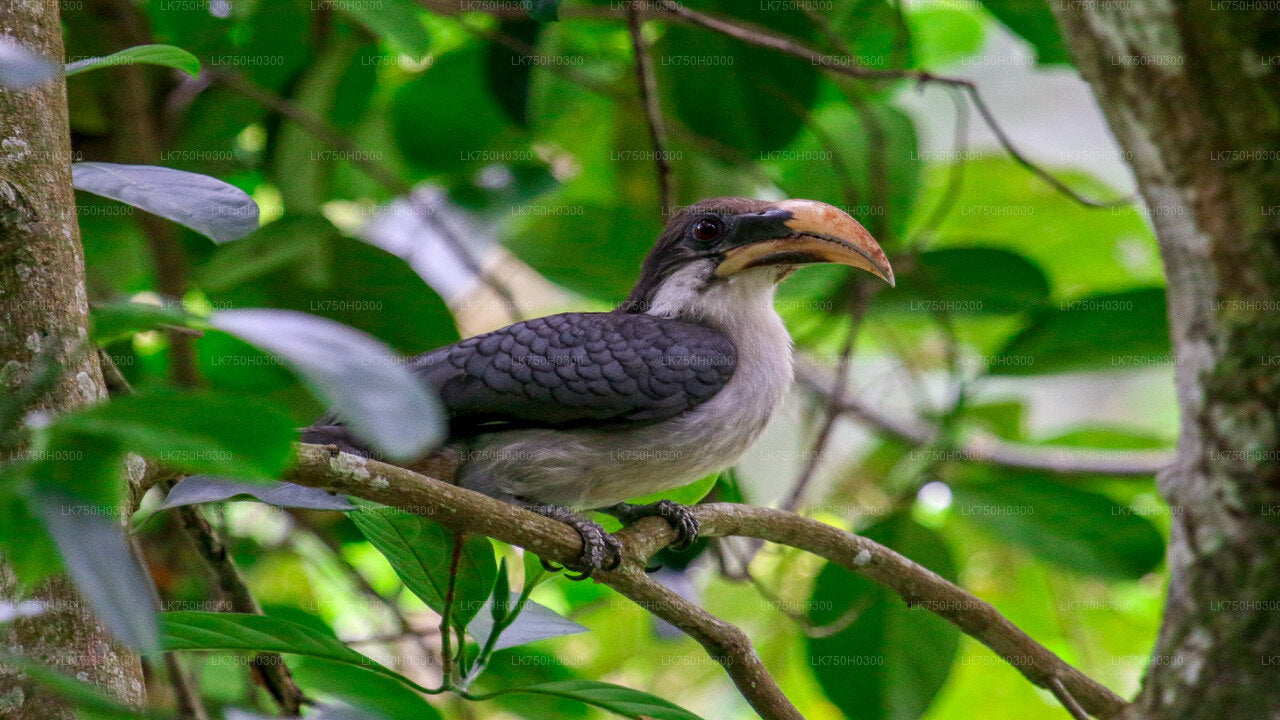 Vogelbeobachtungs-Waldwanderung in Kitulgala von Colombo aus