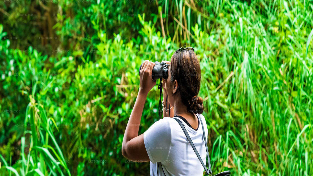 Vogelbeobachtungs-Waldwanderung in Kitulgala von Colombo aus