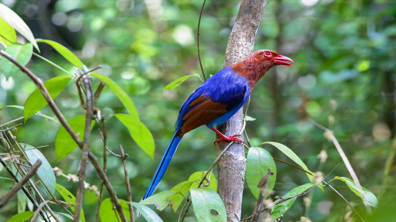 Vogelbeobachtungstour im Sinharaja-Regenwald von Colombo aus