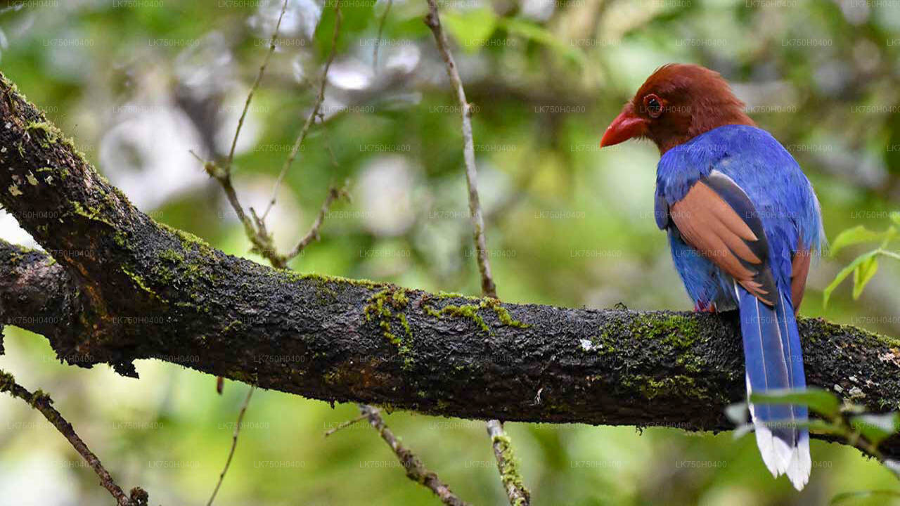 Vogelbeobachtungstour im Sinharaja-Regenwald von Colombo aus