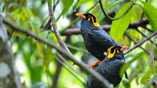 Vogelbeobachtungssafari im Udawalawe-Nationalpark von Colombo aus