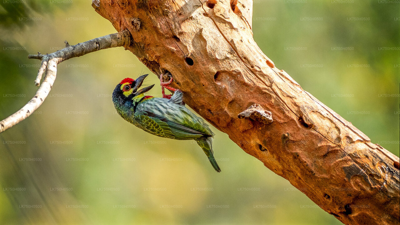 Vogelbeobachtungssafari im Udawalawe-Nationalpark von Colombo aus