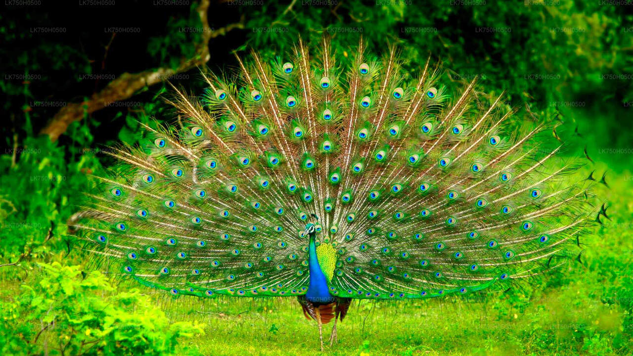 Vogelbeobachtungssafari im Udawalawe-Nationalpark von Colombo aus